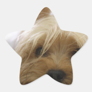 Pegatina En Forma De Estrella cachorro cara ojos tierno mascota cachorro yorkshi
