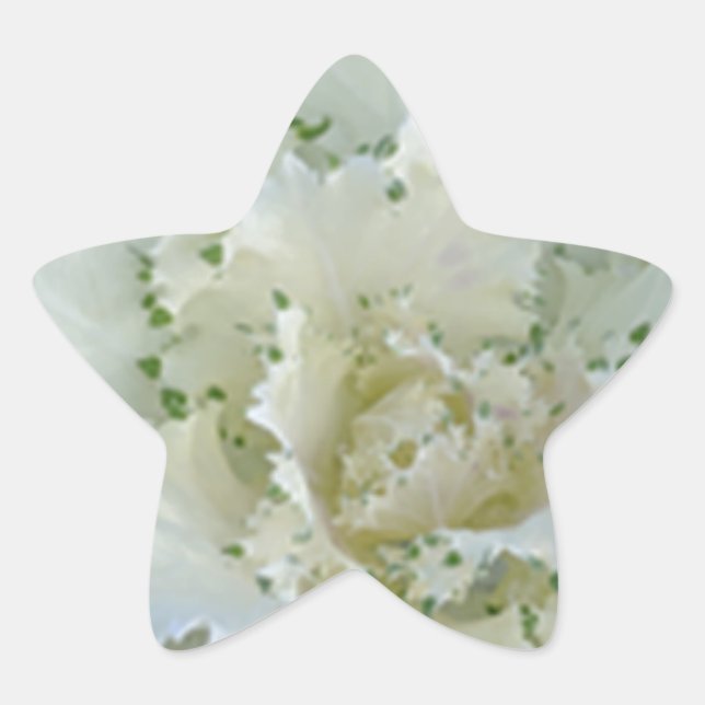 Pegatina En Forma De Estrella Cactus (Anverso)