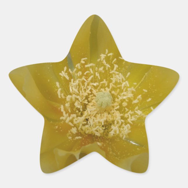 Pegatina En Forma De Estrella Cactus Amarillo en Flor (Anverso)