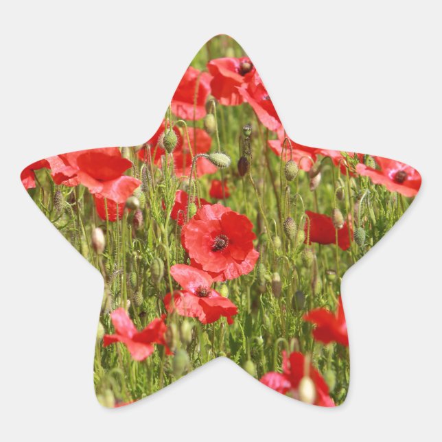Pegatina En Forma De Estrella Campo de amapola - ¡Asombroso! (Anverso)