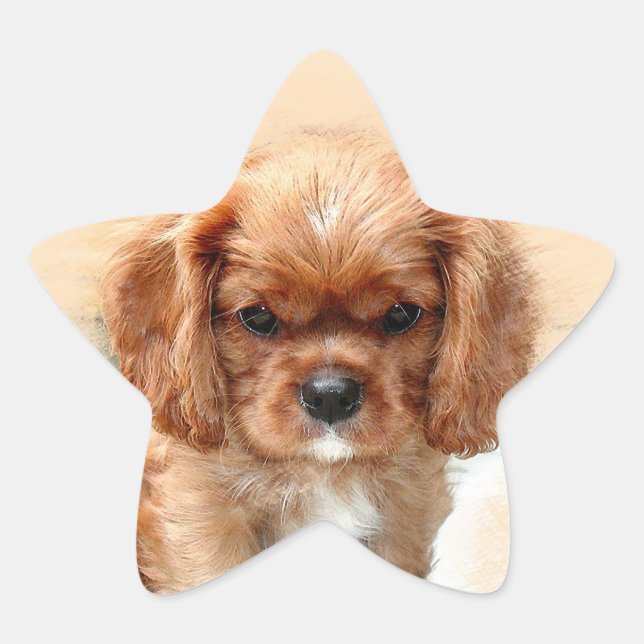 Pegatina En Forma De Estrella Cavalier King Charles Spaniel (Anverso)