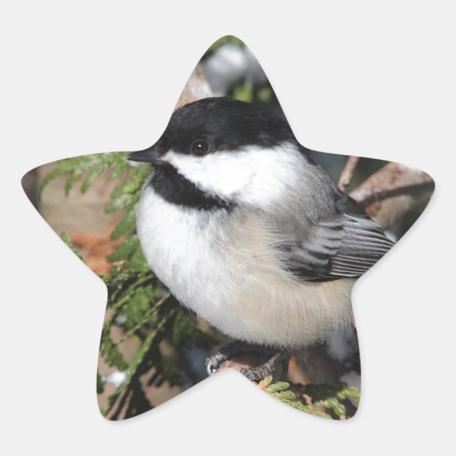 Pegatina En Forma De Estrella Chickadee_9530 (Anverso)