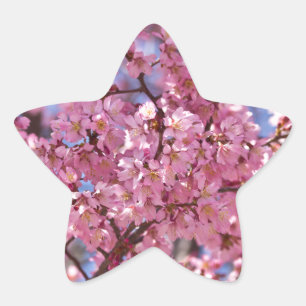 Pegatina En Forma De Estrella Cielo de Flor de Cerezo Rosa Sakura