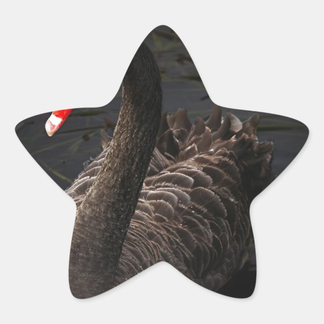 Pegatina En Forma De Estrella Cisne negro (Anverso)