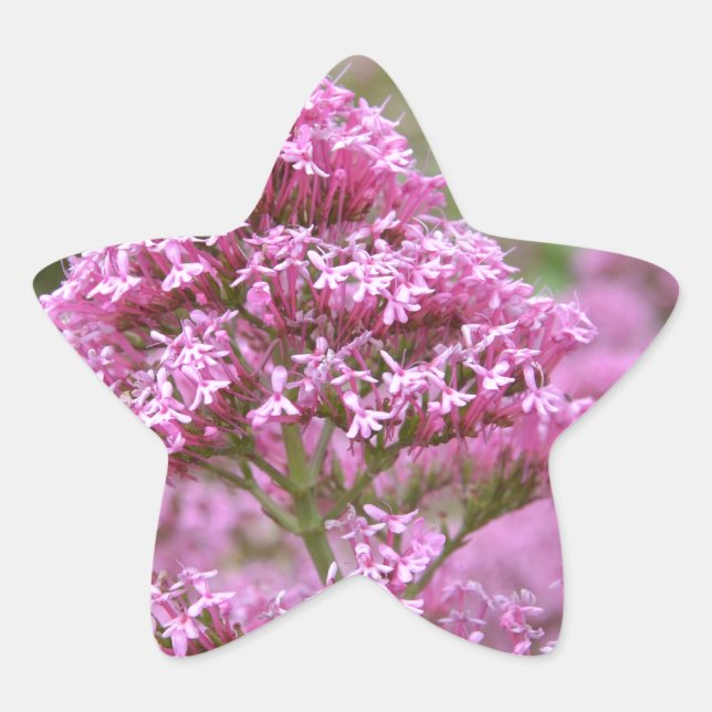 Pegatina En Forma De Estrella Clavel de mar (Anverso)