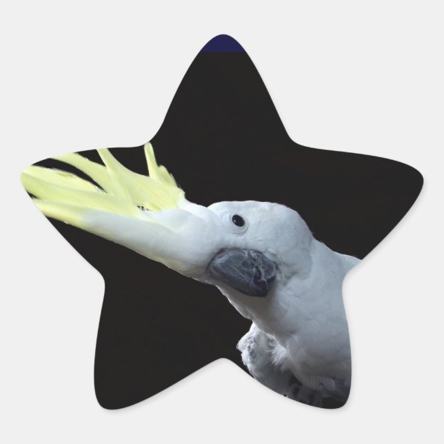 Pegatina En Forma De Estrella Cockatoo (Anverso)