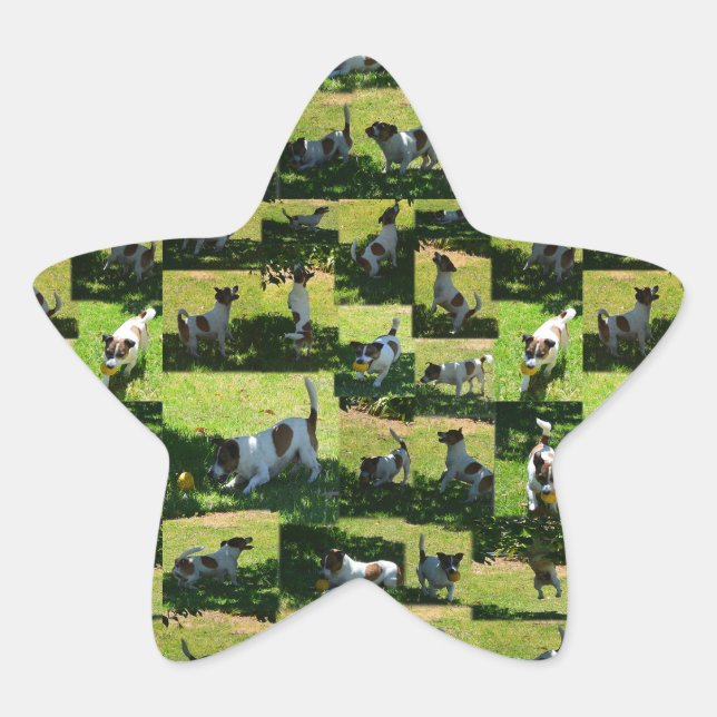 Pegatina En Forma De Estrella Collage de fotos Fox Terrier, (Anverso)