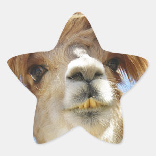 Pegatina En Forma De Estrella Crazy Hair Alpaca