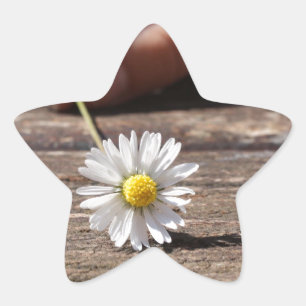 Pegatina En Forma De Estrella Daisy Flower