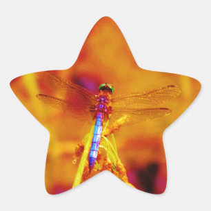 Pegatina En Forma De Estrella Dragonfly arcoiris sobre ámbar y fuschia