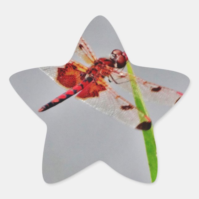 PEGATINA EN FORMA DE ESTRELLA DSC00029.JPG (Anverso)