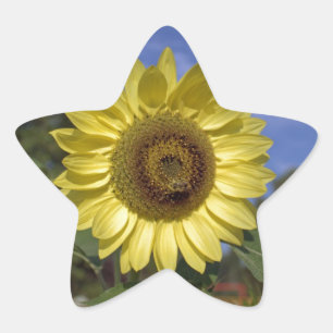 Pegatina En Forma De Estrella El perfecto girasol de verano en el cielo azul.
