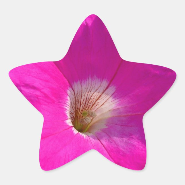 Pegatina En Forma De Estrella flor de petunia rosa (Anverso)
