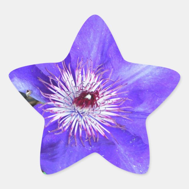 Pegatina En Forma De Estrella Flor morada de clematis (Anverso)