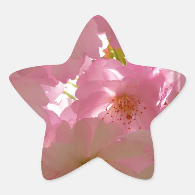 Pegatina En Forma De Estrella Florecimiento de cerezo japonés (Anverso)