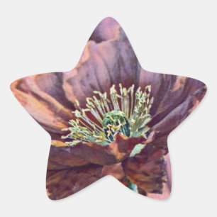 Pegatina En Forma De Estrella Flores de amapola roja naranja púrpura acuarela