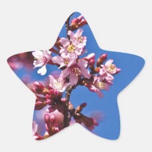 Pegatina En Forma De Estrella Flores de cerezo sakura tocan el azul