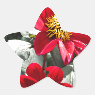Pegatina En Forma De Estrella flores de margarita rosada roja / margarita