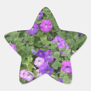 Pegatina En Forma De Estrella Flores de Petunia Moradas Florales de Primavera Ve