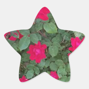 Pegatina En Forma De Estrella Flores Hermosas