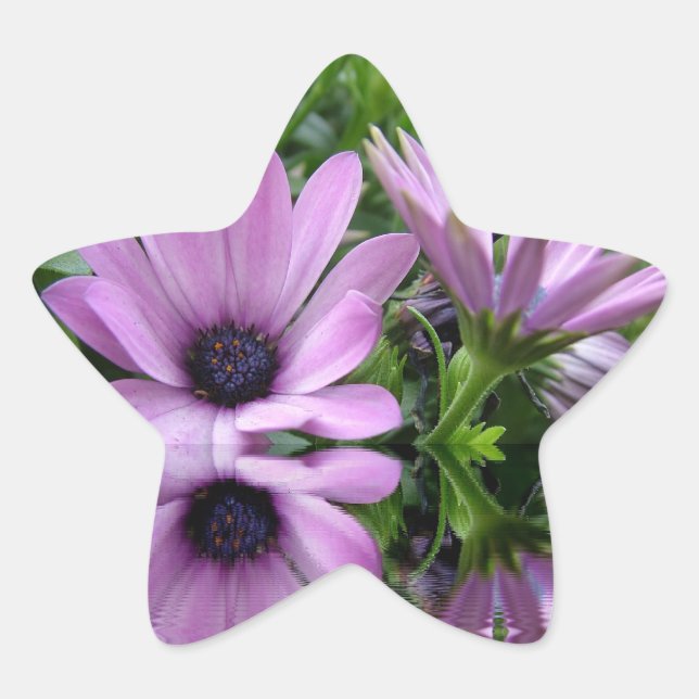 Pegatina En Forma De Estrella flores moradas de margarita (Anverso)
