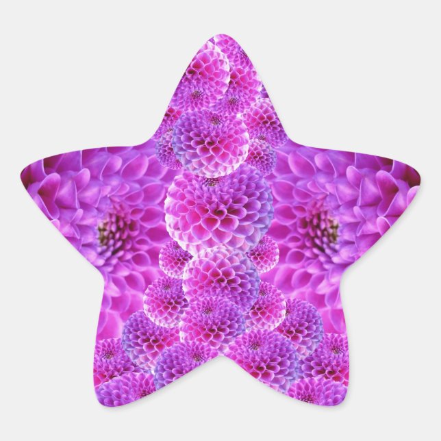 Pegatina En Forma De Estrella Flores rosadas de PomPom Dahlia (Anverso)