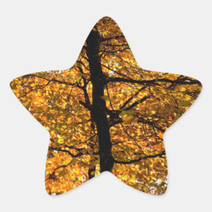 Pegatina En Forma De Estrella Follaje otoñal