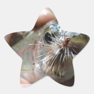 Pegatina En Forma De Estrella foto de Trucha Arcoíris