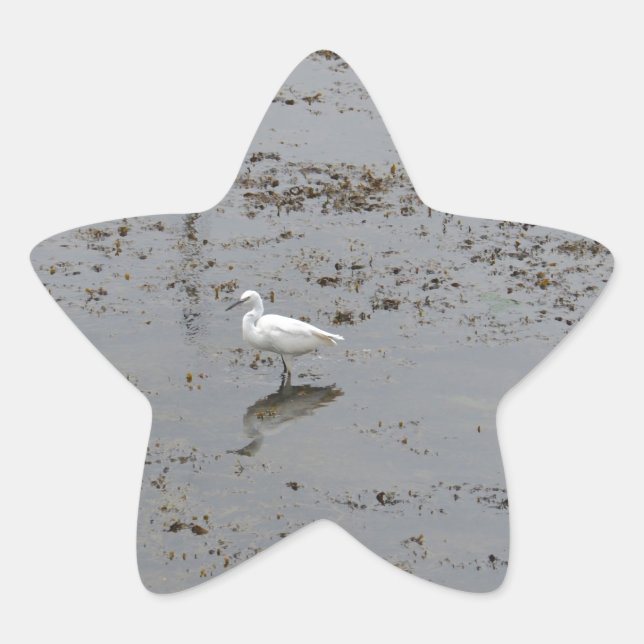 Pegatina En Forma De Estrella Garceta Nívea (Anverso)
