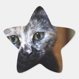 Pegatina En Forma De Estrella Gatito blanco y negro