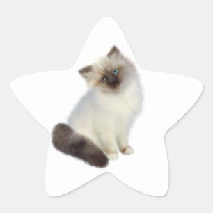 Pegatina En Forma De Estrella Gatito persa