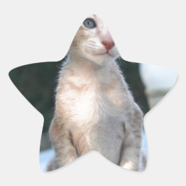Pegatina En Forma De Estrella Gatito siamés sobre una mesa