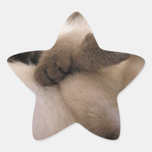 Pegatina En Forma De Estrella Gemelas Acorician Gato Gatito Siamés Adorable