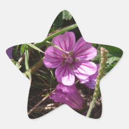 Pegatina En Forma De Estrella Geranio púrpura silvestre