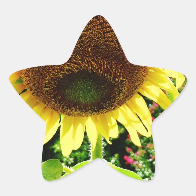 Pegatina En Forma De Estrella Girasol amarillo grande (Anverso)