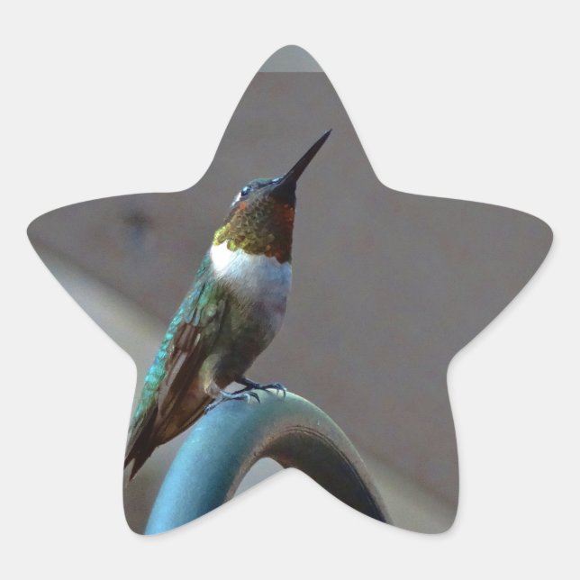 Pegatina En Forma De Estrella Green Ruby little Hummingbird (Anverso)