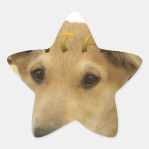 Pegatina En Forma De Estrella "Hakuna Matata Pup" - Amor a los cachorros sin pre
