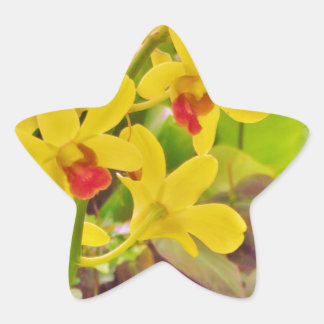 Pegatina En Forma De Estrella Hermosas orquídeas amarillas de otoño