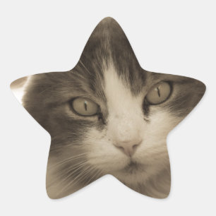 Pegatina En Forma De Estrella Hermoso gato al estilo de Sepia