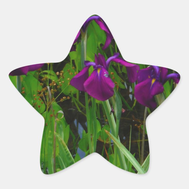 Pegatina En Forma De Estrella Hermoso Iris Morado (Anverso)