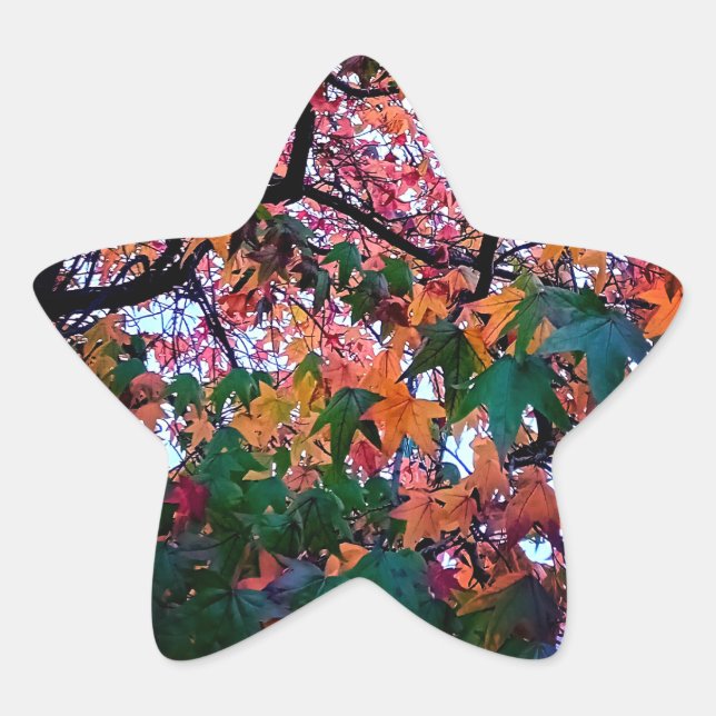Pegatina En Forma De Estrella Hojas brillantes (Anverso)