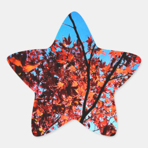 Pegatina En Forma De Estrella Hojas de otoño