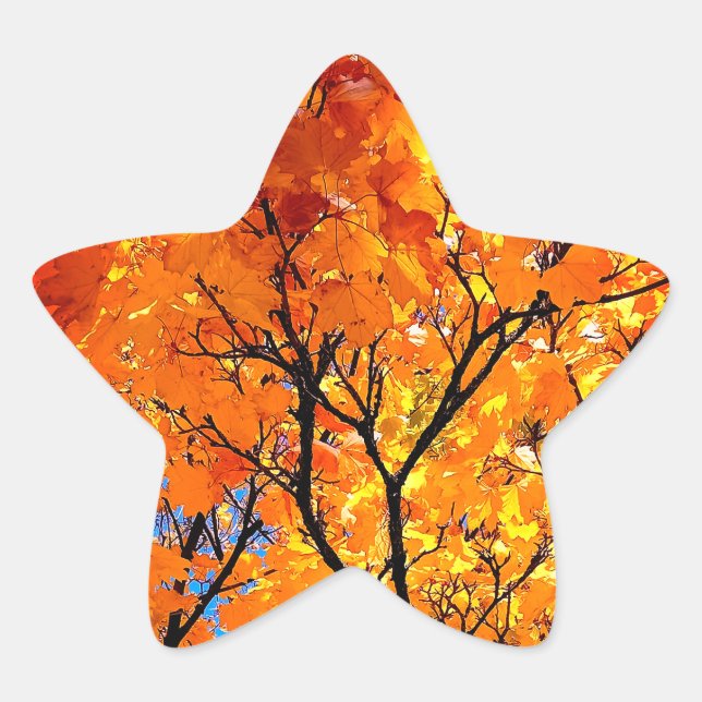Pegatina En Forma De Estrella hojas naranjas (Anverso)