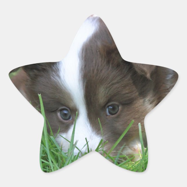 Pegatina En Forma De Estrella Islandhund (Anverso)