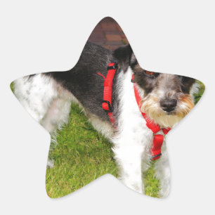 Pegatina En Forma De Estrella jack russel terrier