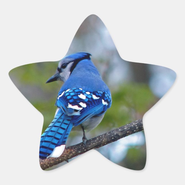 Pegatina En Forma De Estrella Jay azul (Anverso)