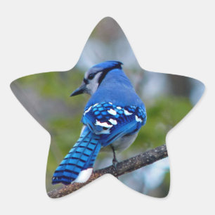 Pegatina En Forma De Estrella Jay azul
