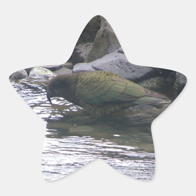 Pegatina En Forma De Estrella Kea (Anverso)