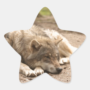 Pegatina En Forma De Estrella La paz de los lobos animales ama la naturaleza de 