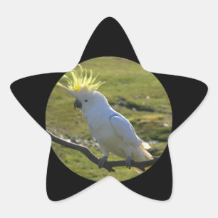 Pegatina En Forma De Estrella Loro de Cockatoo amarillo y blanco